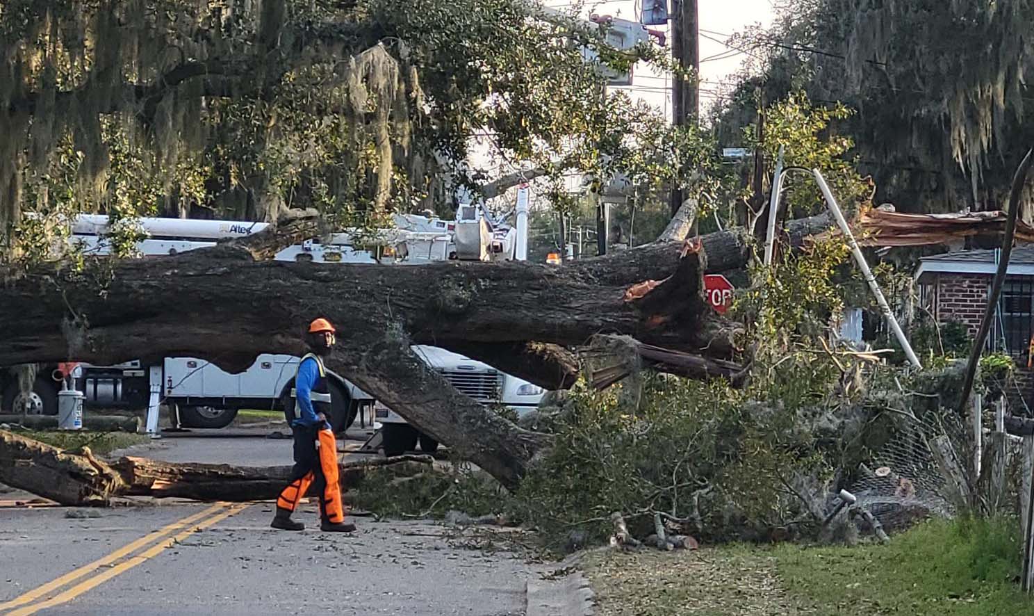 Tree down on Wilmington St