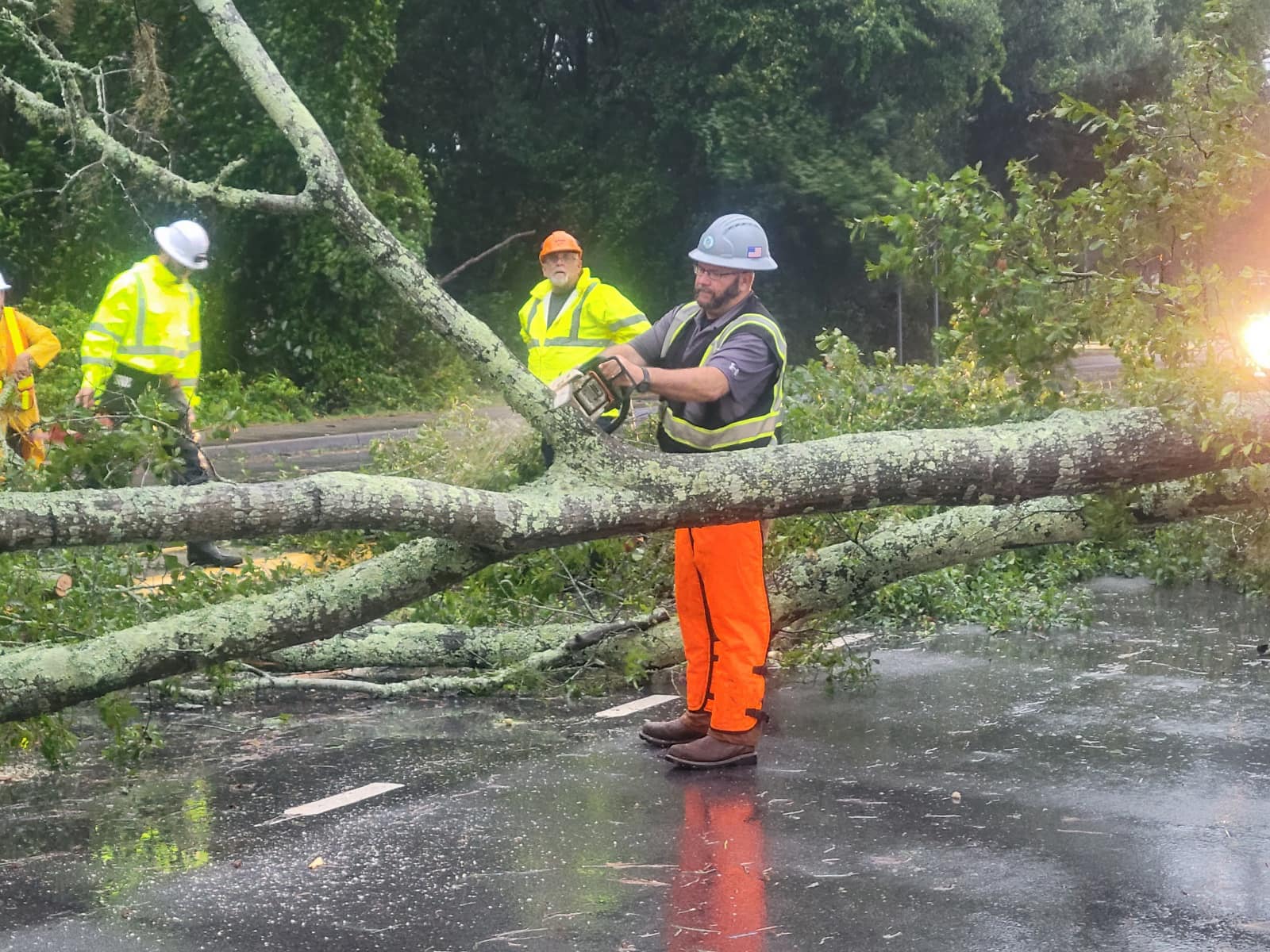 Trees3_RobtSmallsPkwy8.30